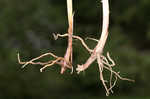 Great smokey mountain sedge